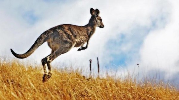 Australia cho phép săn bắn hàng triệu con kangaroo mỗi năm