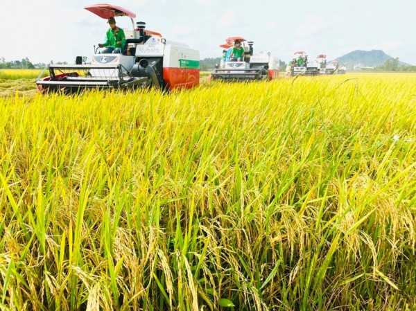 Biến đổi khí hậu đe dọa các nhà cung cấp gạo lớn nhất thế giới