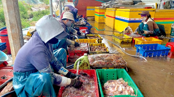 Chế biến mực xà tại Đề Gi: 54 hộ làm khổ 7.000 dân