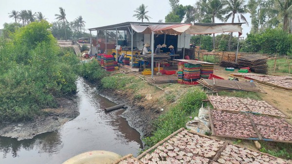 Chế biến mực xà tại Đề Gi: 54 hộ làm khổ 7.000 dân
