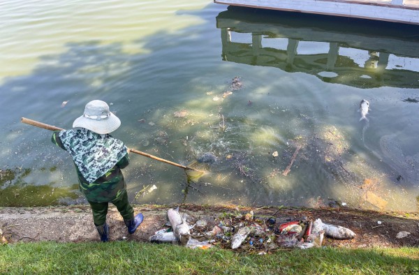 Công nhân môi trường thu gom cá chết trên hồ Xuân Hương đi tiêu hủy