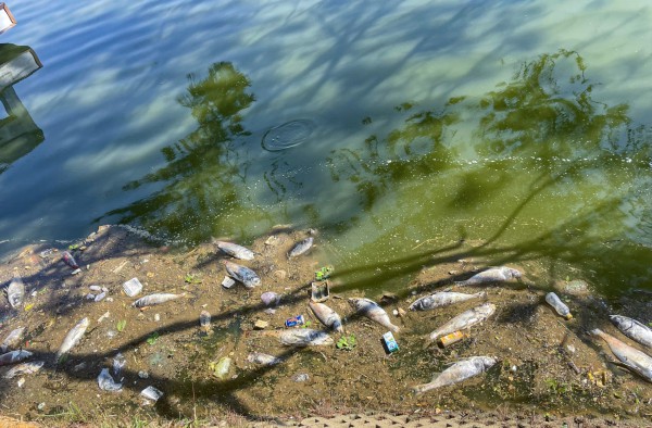 Công nhân môi trường thu gom cá chết trên hồ Xuân Hương đi tiêu hủy