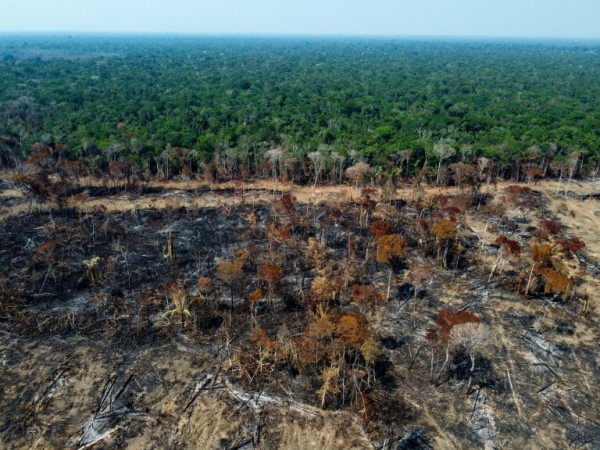 EU cấm nhập khẩu hàng hoá liên quan tới nạn phá rừng