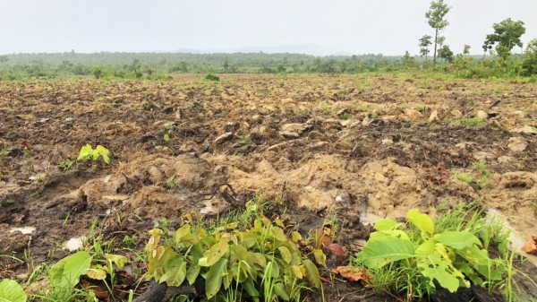 Gia Lai: Quản lý, ngăn chặn phá rừng tại xã Ia Mơ còn nhiều khó khăn