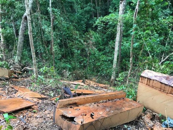 Gia Lai: Điều tra vụ khai thác trái phép hơn 84m3 gỗ