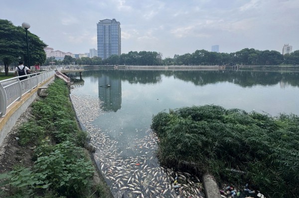 Hà Nội: Cá chết hàng loạt, nổi trắng hồ điều hòa công viên Nghĩa Đô