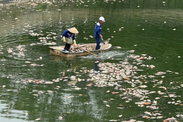 Hà Nội: Cá chết hàng loạt, nổi trắng hồ điều hòa công viên Nghĩa Đô
