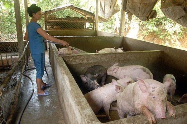 Hà Tĩnh: Xử phạt 2 trại nuôi lợn ở Nghi Xuân vì vi phạm về môi trường