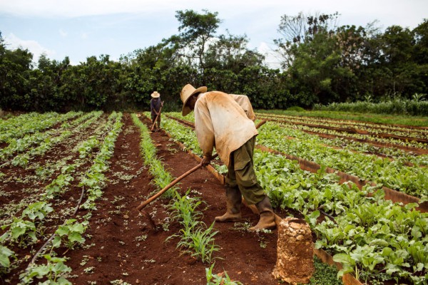 Hạn hán nghiêm trọng khiến hơn 400.000 người tại Cuba bị ảnh hưởng Hạn hán nghiêm trọng khiến hơn 400.000 người tại Cuba bị ảnh hưởng