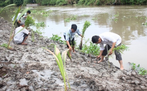 Hậu Giang: Trồng 5.100 cây tràm và dừa làm kè sinh thái chống sạt lở bờ sông