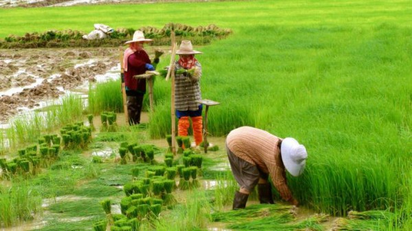 Hiện tượng El Nino khiến sản lượng gạo của Thái Lan có nguy cơ sụt giảm 6%