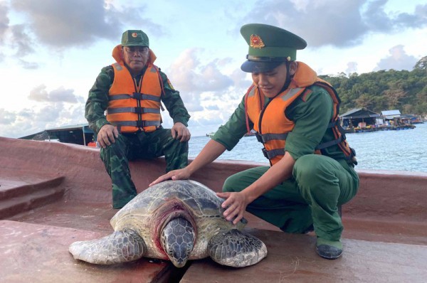 Kiên Giang: Thả cá thể rùa biển nặng 80kg về đại dương