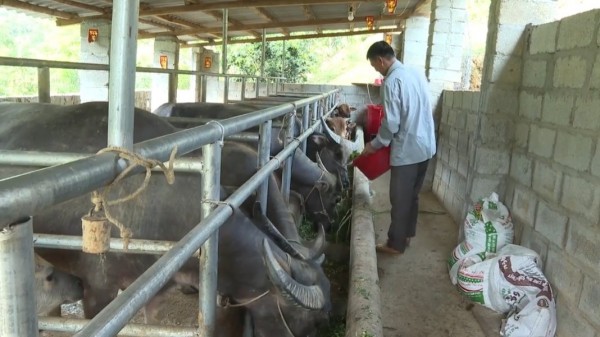Lạng Sơn: Phát triển chăn nuôi tập trung gắn với bảo vệ môi trường