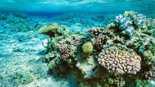 Liên Hợp Quốc: Rạn san hô Great Barrier nên được đưa vào danh sách “nguy hiểm”