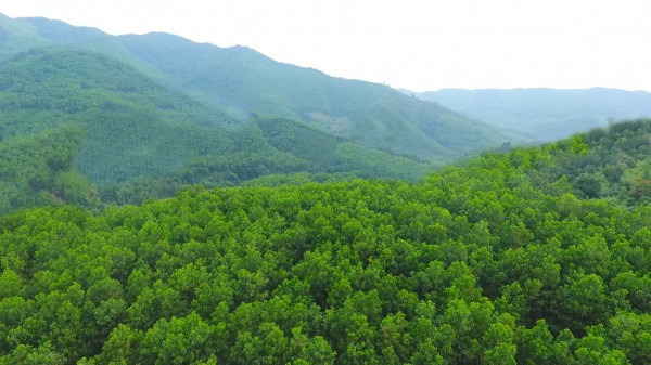 Nỗ lực bảo tồn rừng tại Myanmar nhằm duy trì đa dạng sinh học