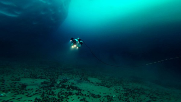 Phát hiện loại tảo biển mới ở Nam Cực giúp hạn chế sự nóng lên toàn cầu