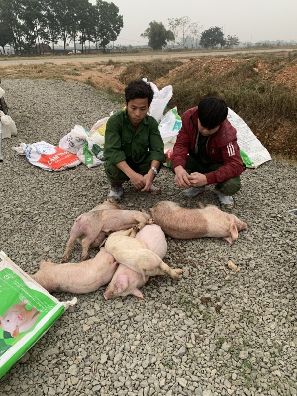 TP. Phúc Yên (Vĩnh Phúc): Trang trại lợn án ngữ trên đất nông nghiệp “bức tử” môi trường