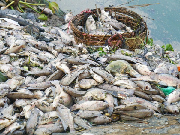TP.Đà Nẵng: Khoảng 4 tấn cá chết nổi trắng mặt nước kênh Đa Cô