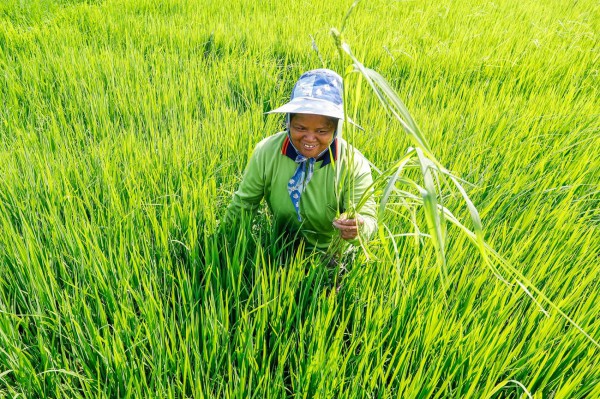 Thái Lan: Nông dân giảm sản xuất do ảnh hưởng của El Nino