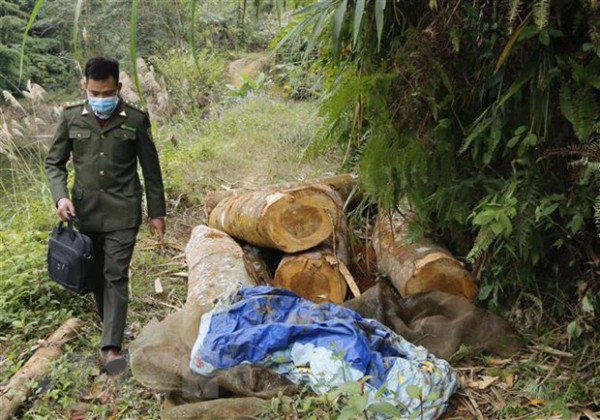Thái Nguyên: Xử lý kịp thời một vụ khai thác rừng phòng hộ trái phép Thái Nguyên: Xử lý kịp thời một vụ khai thác rừng phòng hộ trái phép