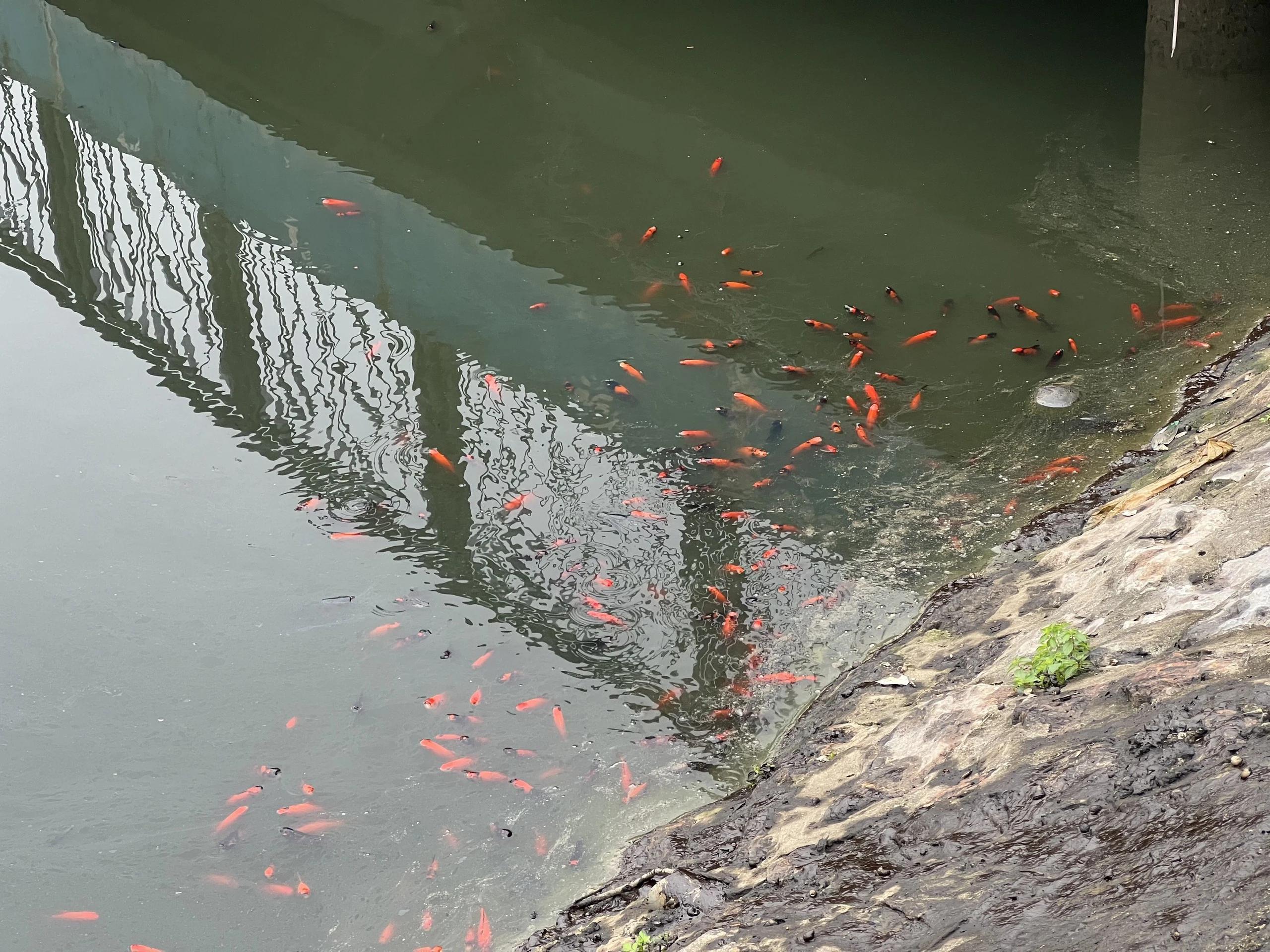 Vụ cá chết ở công viên Thiên văn học: Phát hiện chất lạ trên mặt hồ