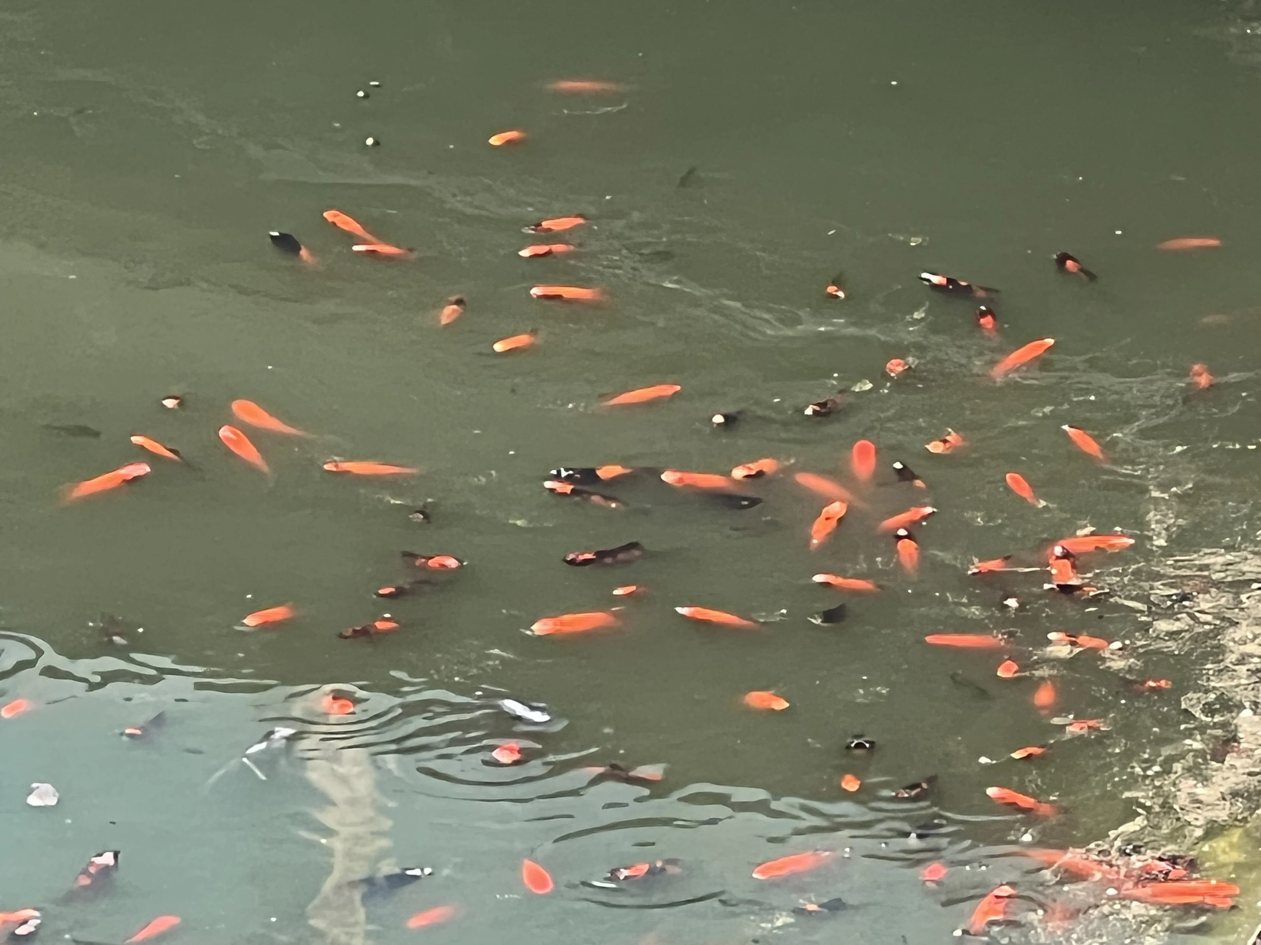 Vụ cá chết ở công viên Thiên văn học: Phát hiện chất lạ trên mặt hồ