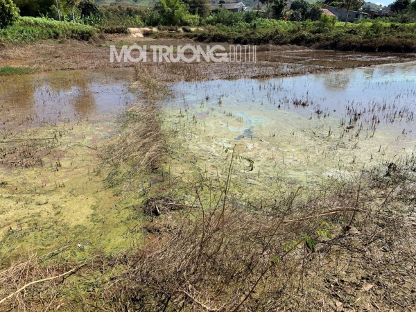 Vụ ô nhiễm tại lòng hồ Ya Ly: Cần kiểm tra nguồn nước xả thải của các nhà máy thượng nguồn