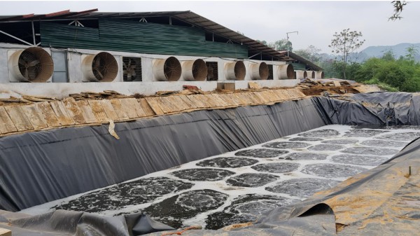 Vụ trang trại chăn nuôi gây ô nhiễm sông Thương(Bắc Giang): Đã di chuyển đàn lợn đến nơi khác