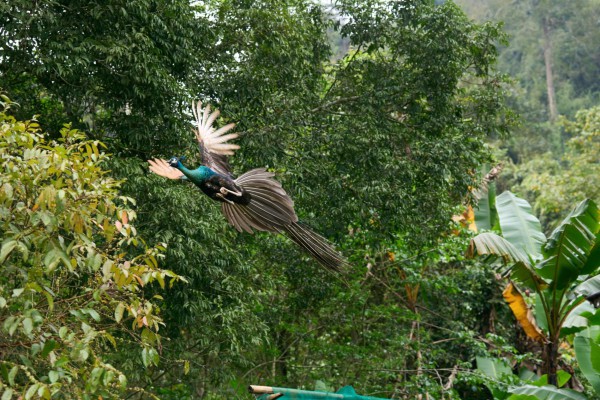 Vườn quốc gia Cúc Phương thả nhiều cá thể hoang dã về thiên nhiên