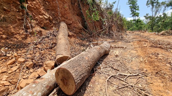Xử phạt vụ chặt phá hàng chục cây rừng tái sinh tự nhiên ở Hướng Hóa, Quảng Trị
