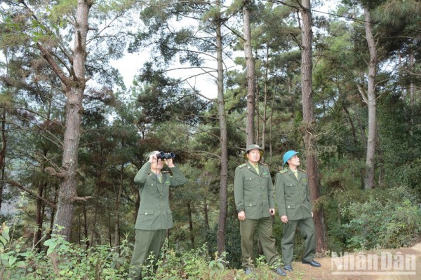 Yên Bái phát triển rừng bền vững