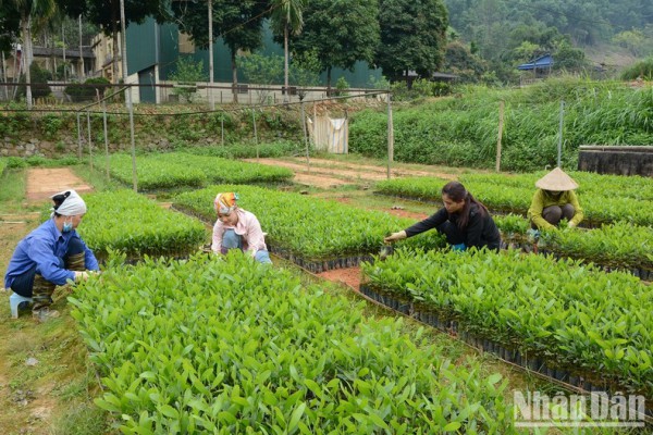 Yên Bái phát triển rừng bền vững