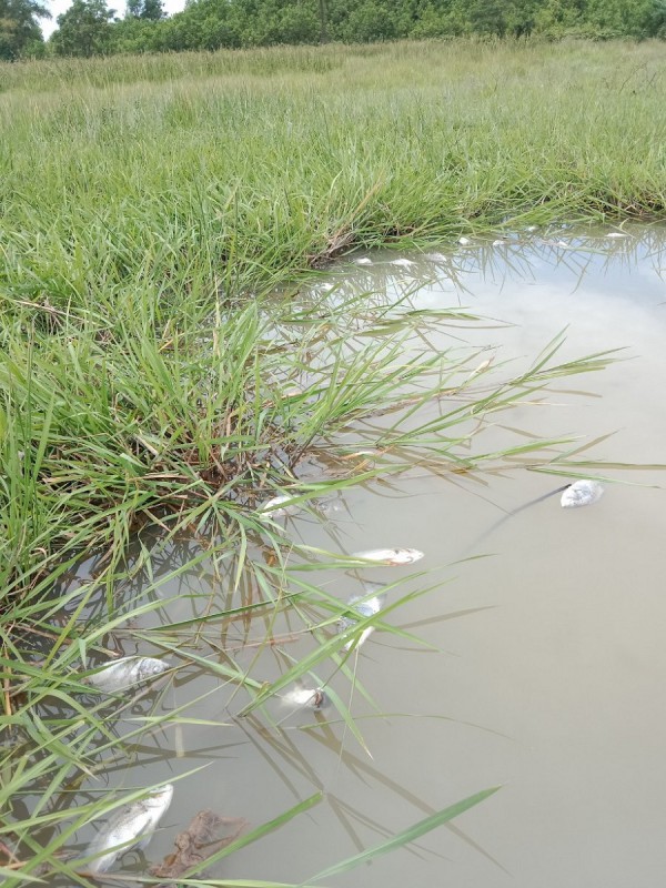 Đà Nẵng: Lúa nhiễm than, cá chết bất thường, dân bất an vì “nghi” ô nhiễm