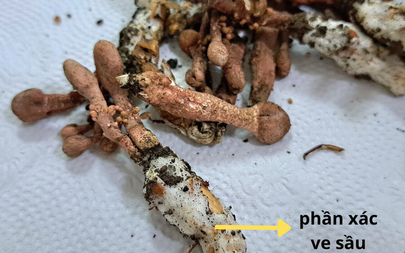 Ngộ độc Gyrommitrin sau khi ăn nấm mọc từ xác ve sầu