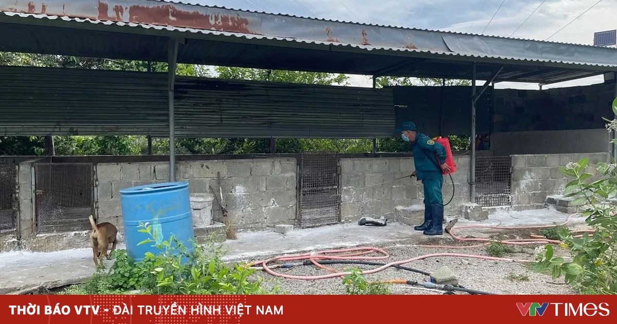 Ninh Thuận công bố dịch tả lợn châu Phi tại huyện Ninh Sơn