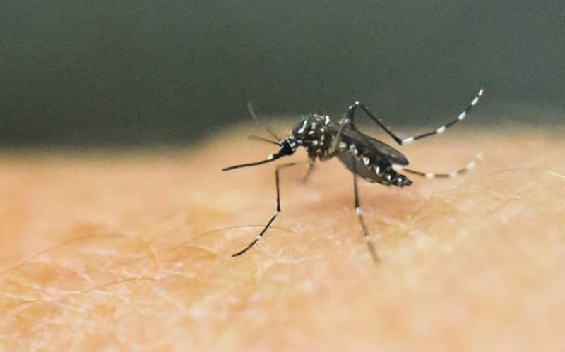 Phú Yên: 2 trường hợp tử vong do sốt xuất huyết, ca mắc tăng 1,2 lần so với cùng kỳ