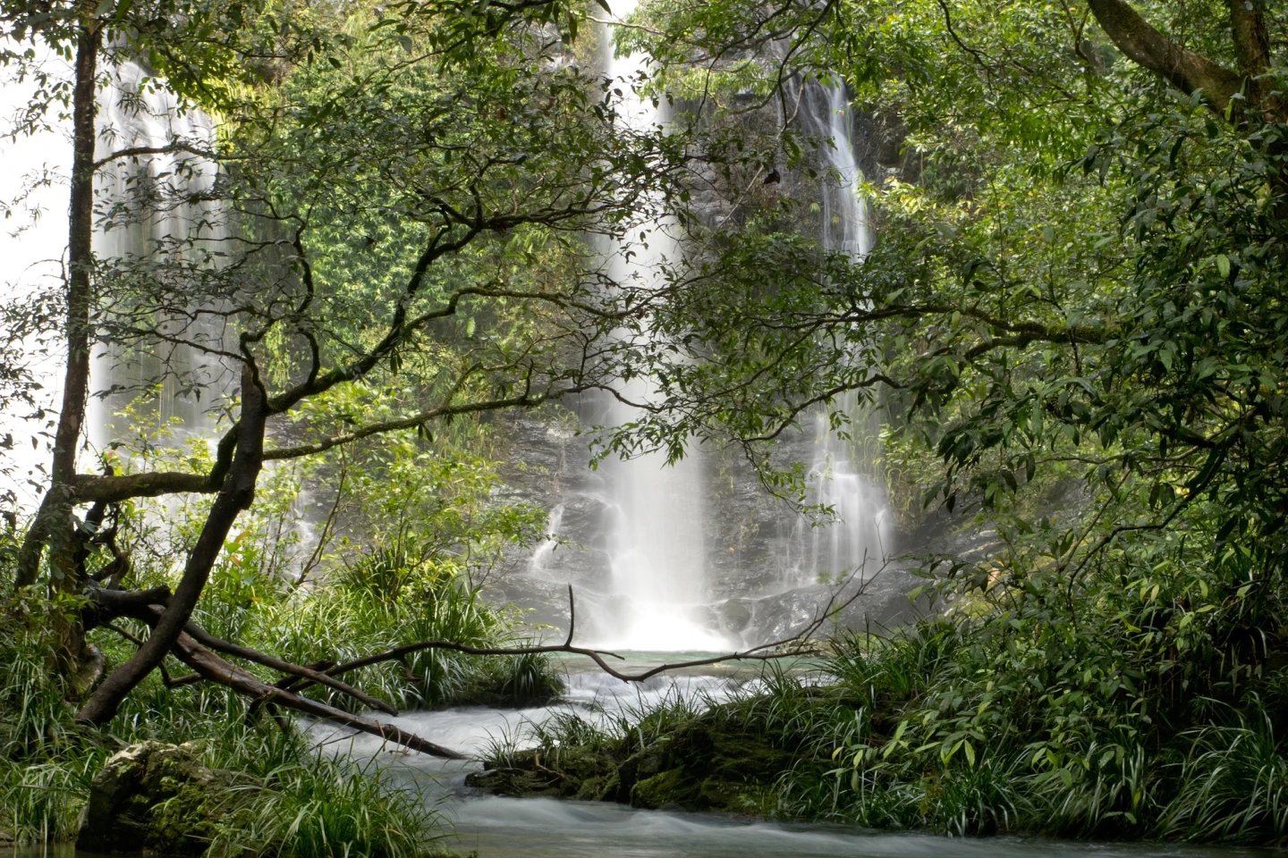 10 khu rừng cổ đại tuyệt đẹp còn tồn tại trên thế giới
