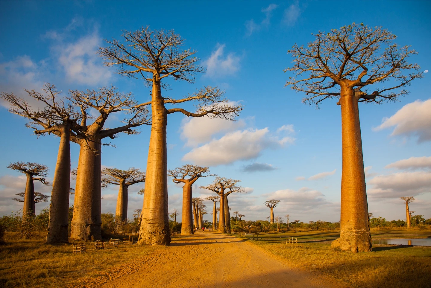 10 khu rừng cổ đại tuyệt đẹp còn tồn tại trên thế giới