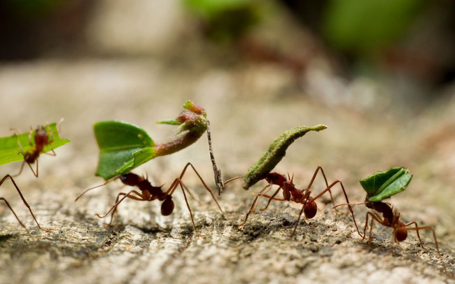 Các nhà khoa học đã ước lượng được số lượng "cá thể kiến" rên Trái Đất