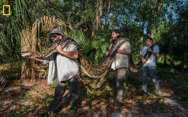 Chiêm ngưỡng chú trăn lớn nhất từng được bắt tại Florida
