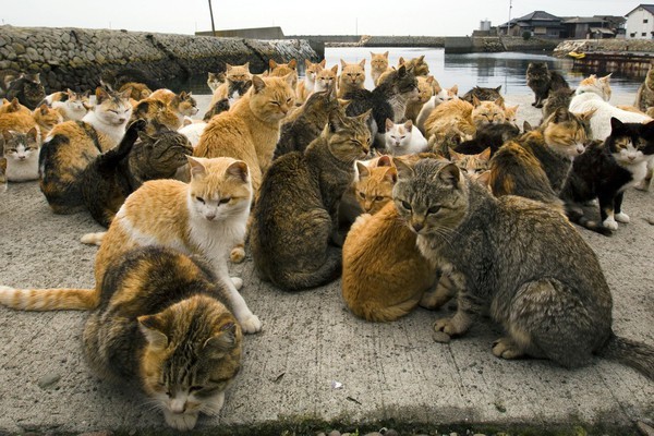 Hàng trăm con mèo ‘chiếm đóng’ hòn đảo giữa biển khơi