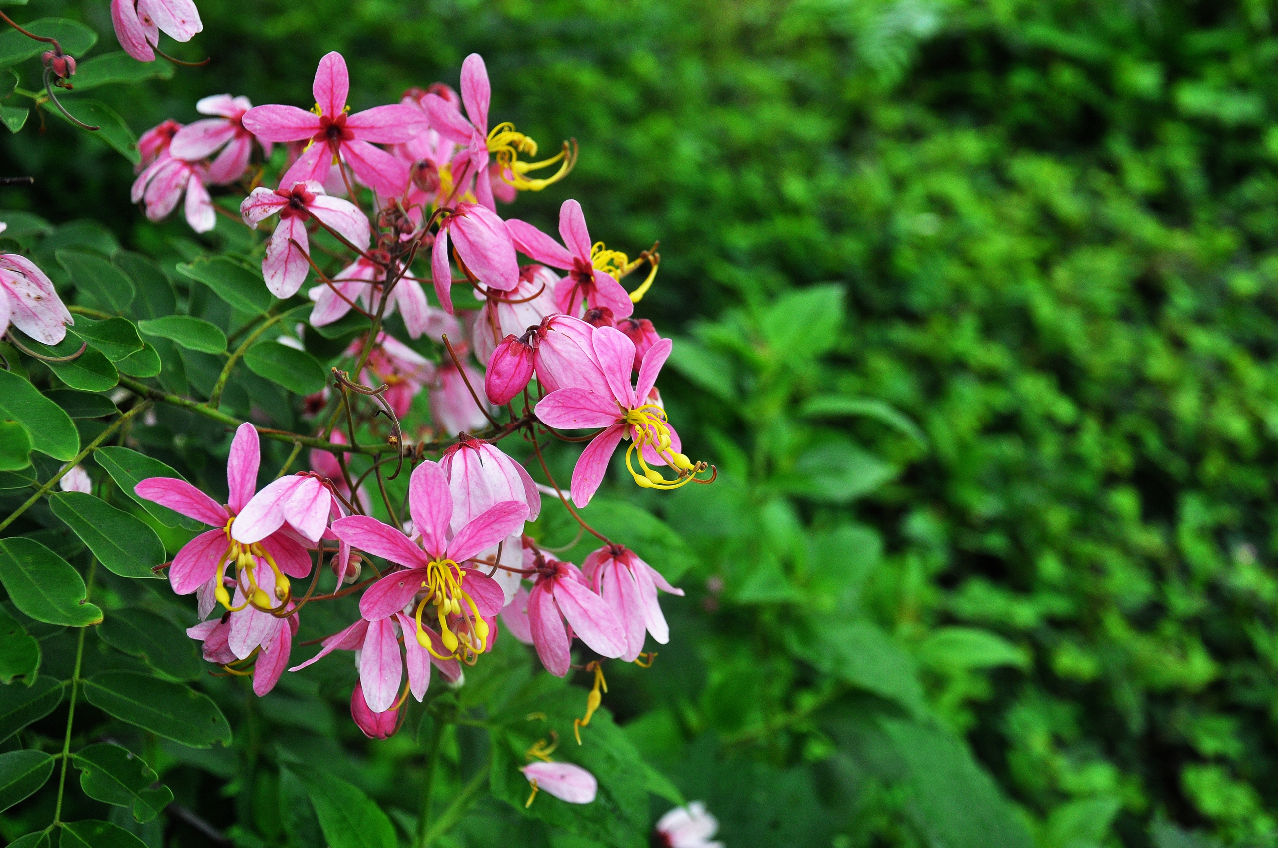 Hoa đào nở hồng rực rỡ trên Vườn quốc gia Cát Tiên Hoa đào nở hồng rực rỡ trên Vườn quốc gia Cát Tiên