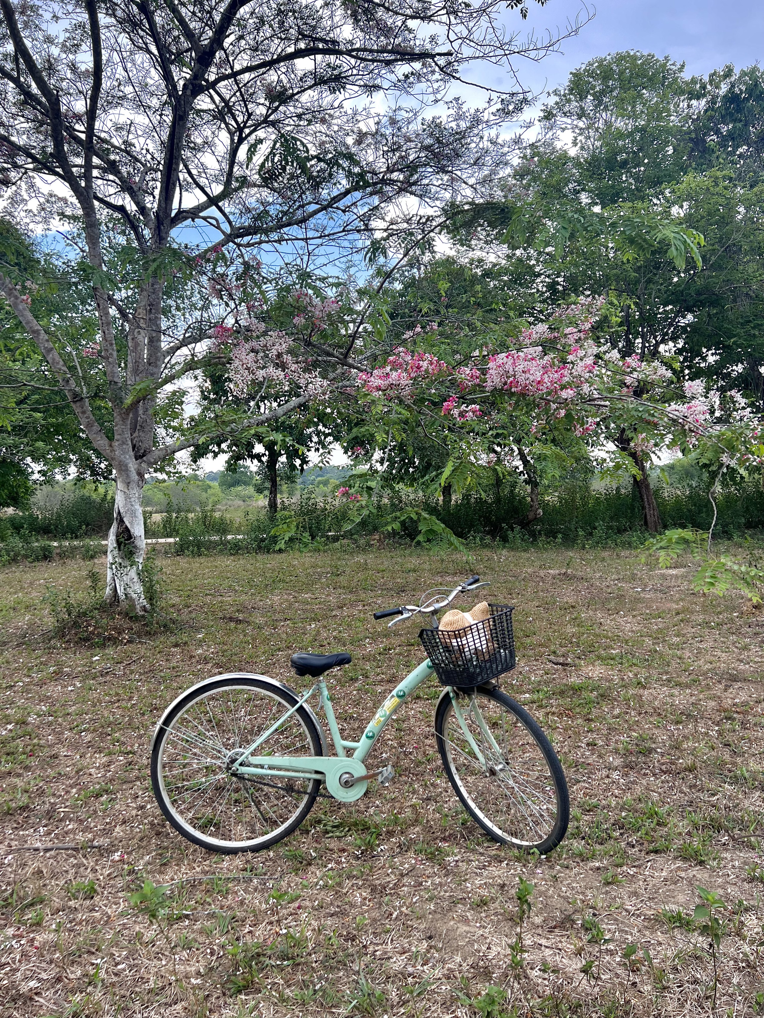 Hoa đào nở hồng rực rỡ trên Vườn quốc gia Cát Tiên Hoa đào nở hồng rực rỡ trên Vườn quốc gia Cát Tiên