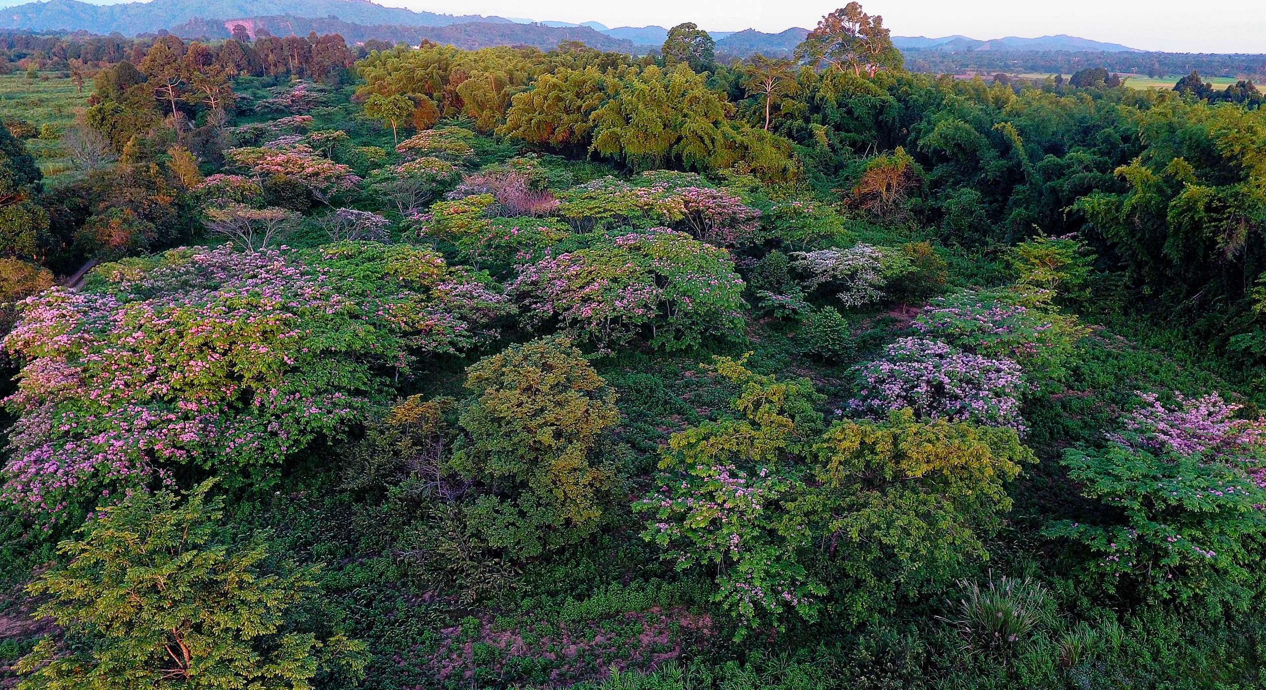 Hoa đào nở hồng rực rỡ trên Vườn quốc gia Cát Tiên Hoa đào nở hồng rực rỡ trên Vườn quốc gia Cát Tiên