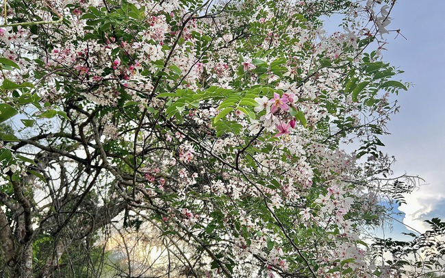 Hoa đào nở hồng rực rỡ trên Vườn quốc gia Cát Tiên Hoa đào nở hồng rực rỡ trên Vườn quốc gia Cát Tiên