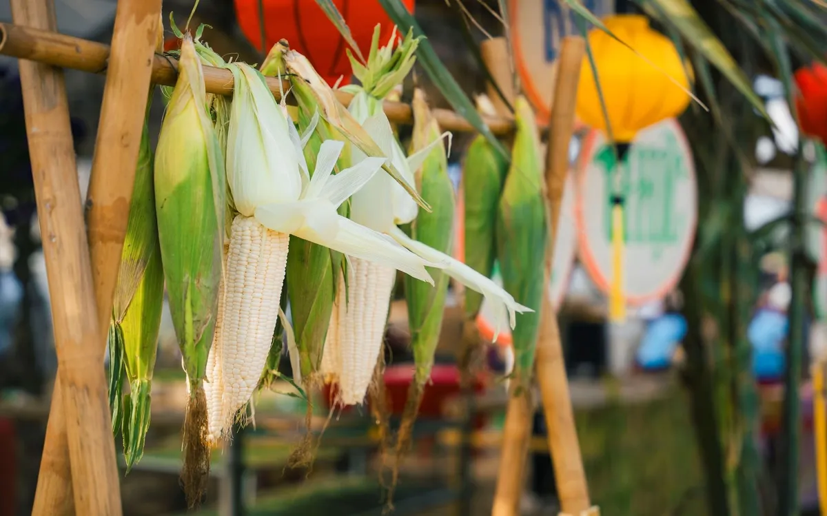 Hội An: Tổ chức ngày hội tôn vinh bắp nếp