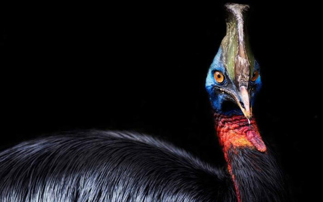 Loài chim nguy hiểm nhất thế giới này từng là “thú cưng” của con người 18.000 năm trước