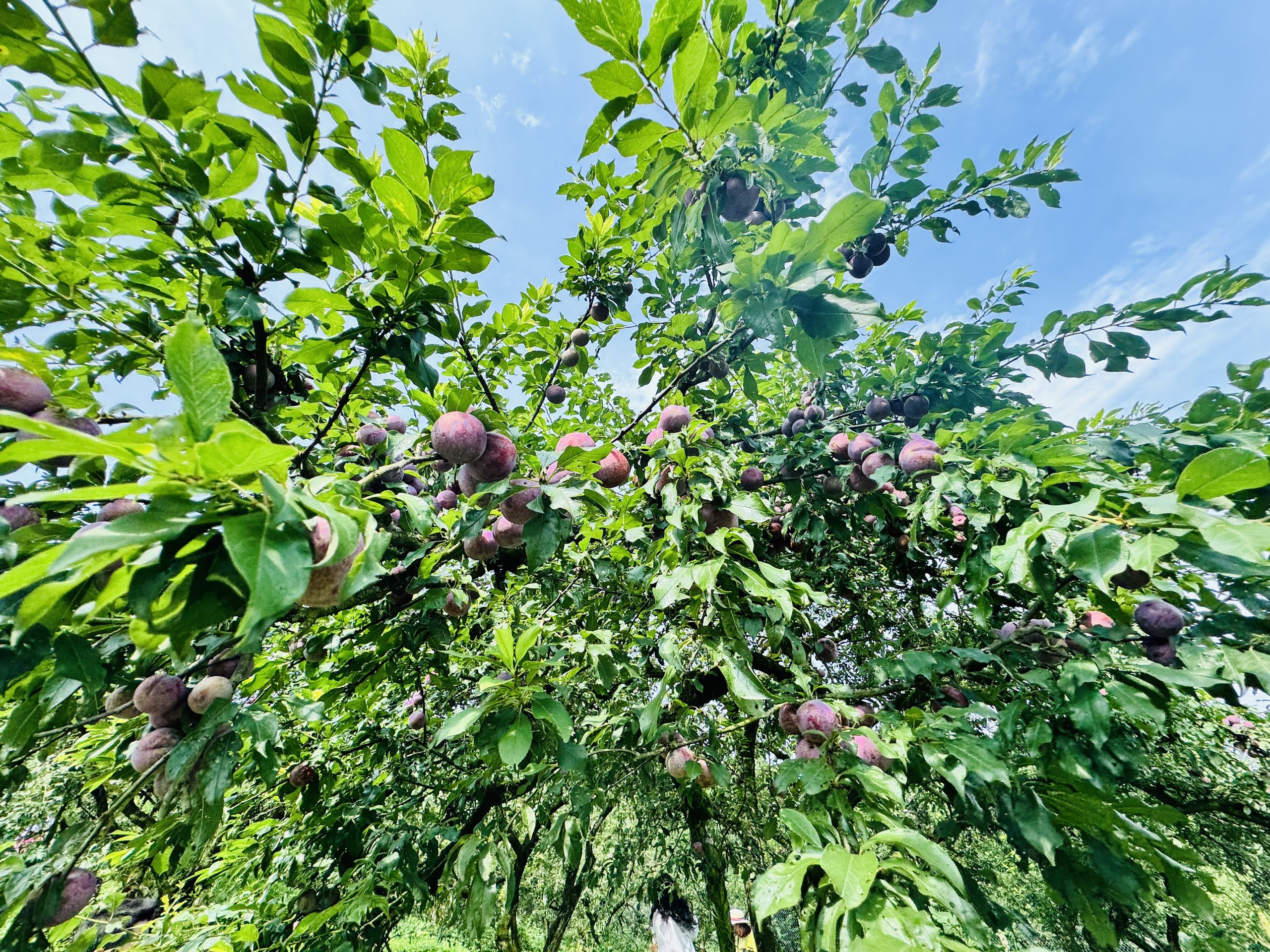 Mộc Châu: Sôi nổi Ngày hội hái quả Mận hậu năm 2024 Mộc Châu: Sôi nổi Ngày hội hái quả Mận hậu năm 2024