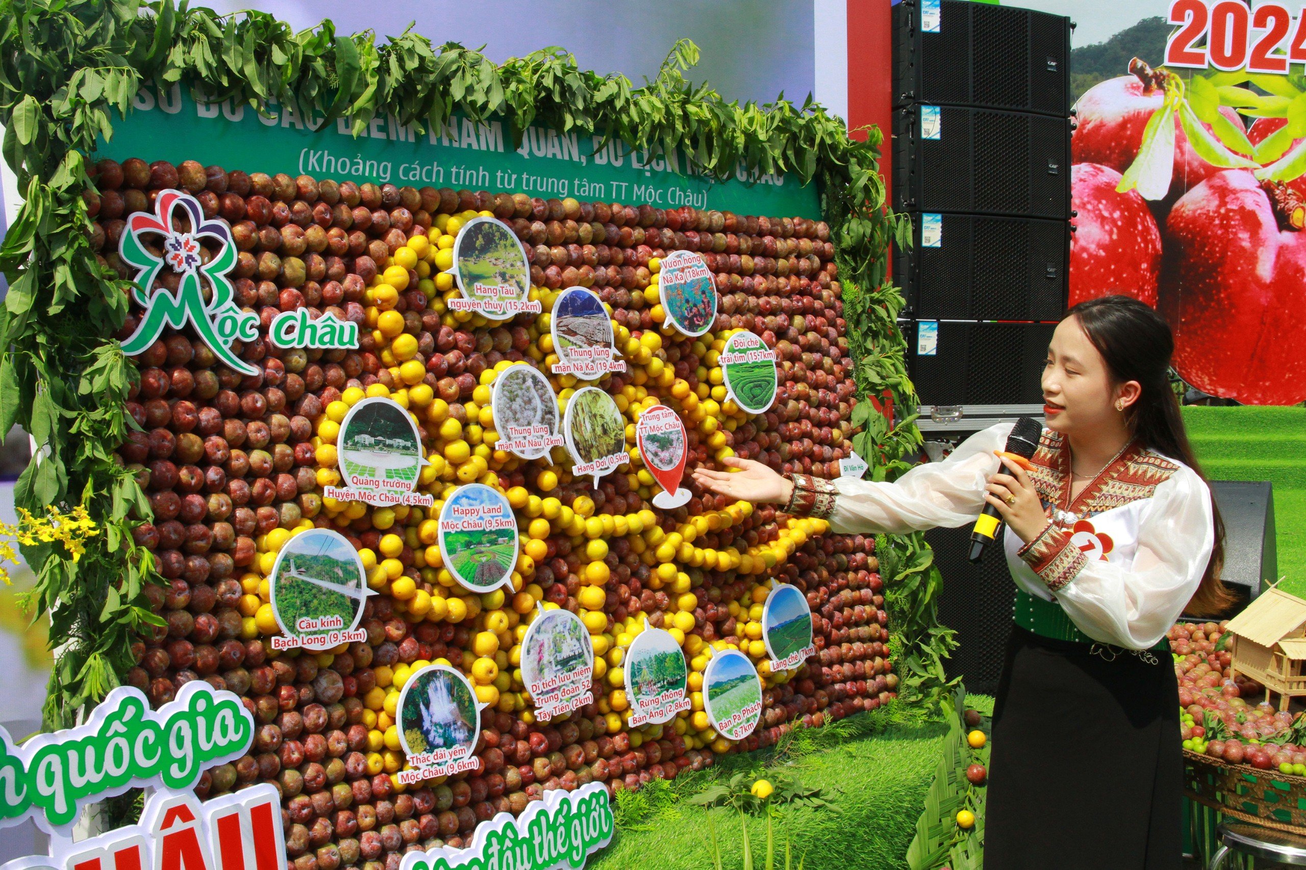 Mộc Châu: Sôi nổi Ngày hội hái quả Mận hậu năm 2024 Mộc Châu: Sôi nổi Ngày hội hái quả Mận hậu năm 2024