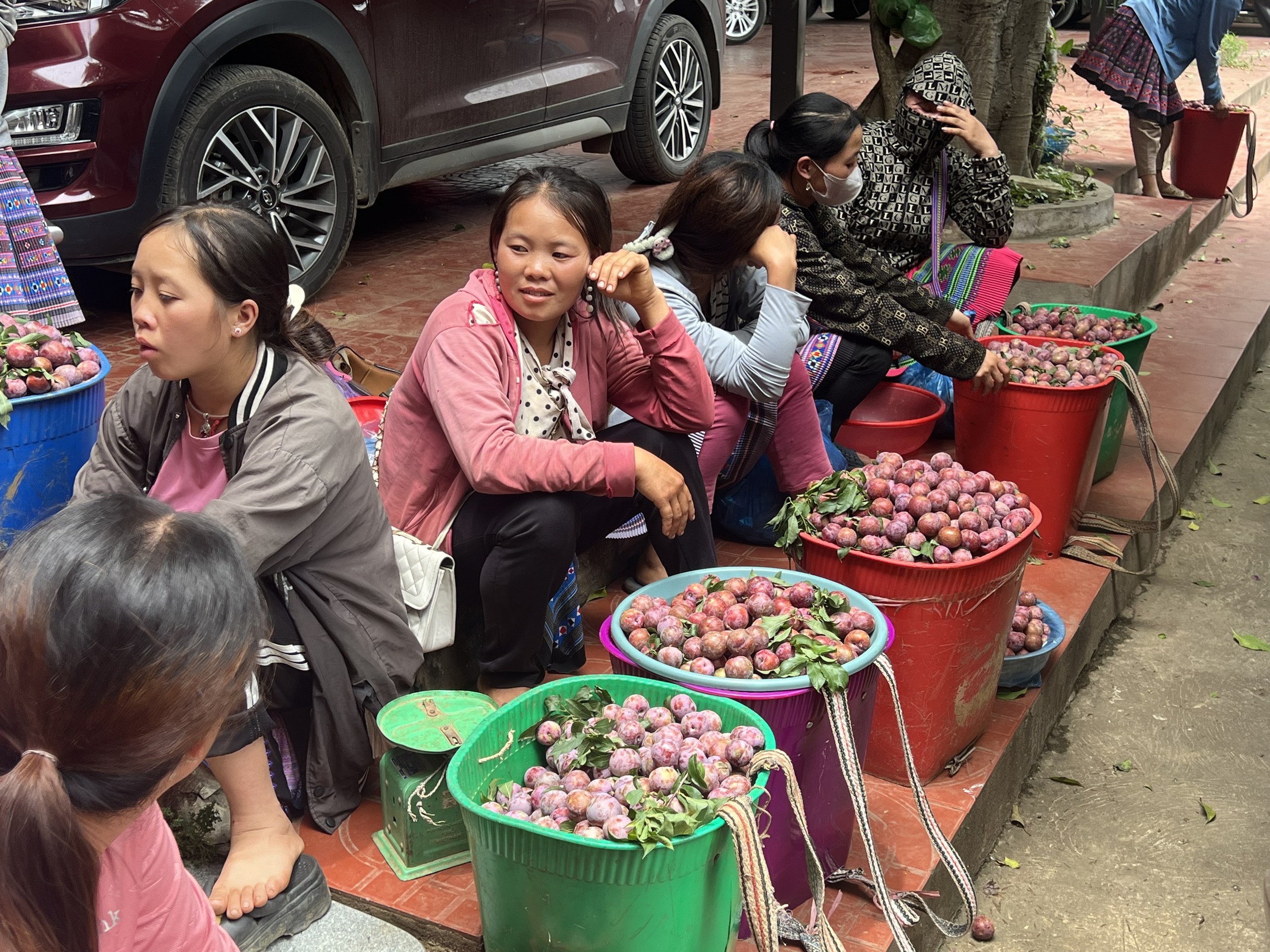 Mộc Châu: Sôi nổi Ngày hội hái quả Mận hậu năm 2024 Mộc Châu: Sôi nổi Ngày hội hái quả Mận hậu năm 2024